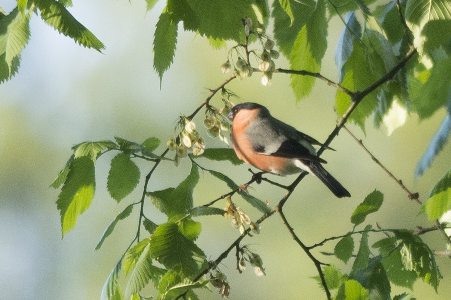 歐亞鷽 - ML646905134