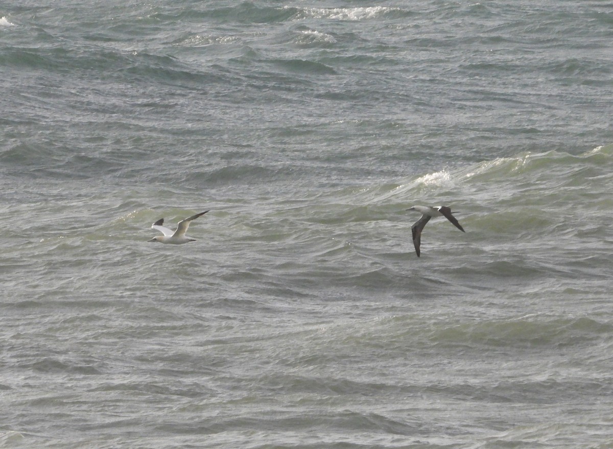 Northern Gannet - ML646905136