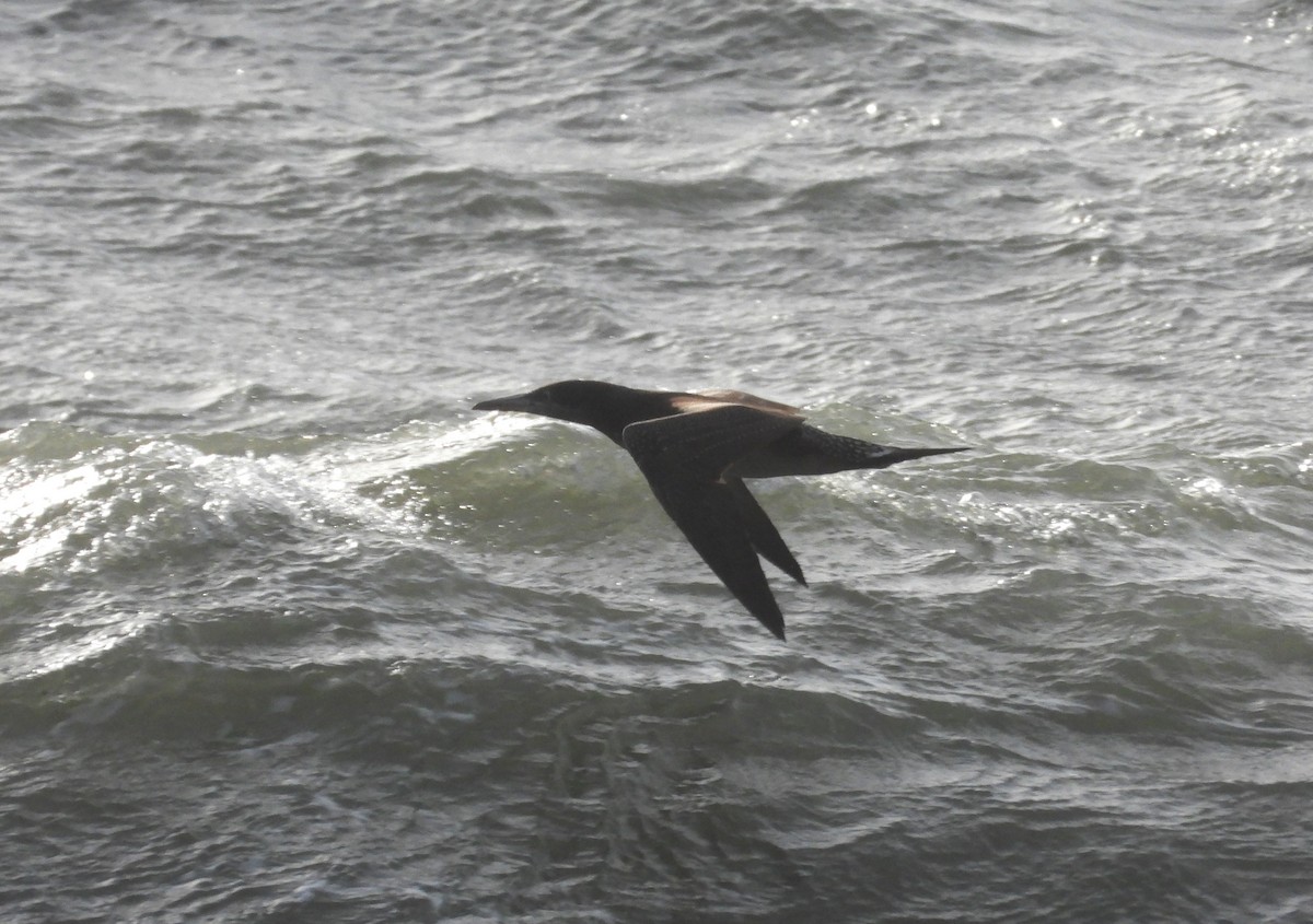 Northern Gannet - ML646905142