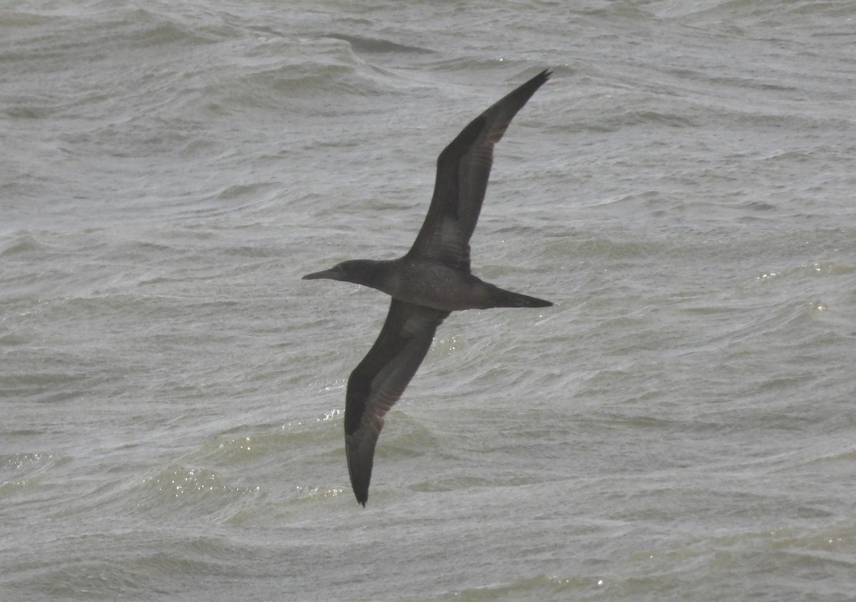 Northern Gannet - ML646905143