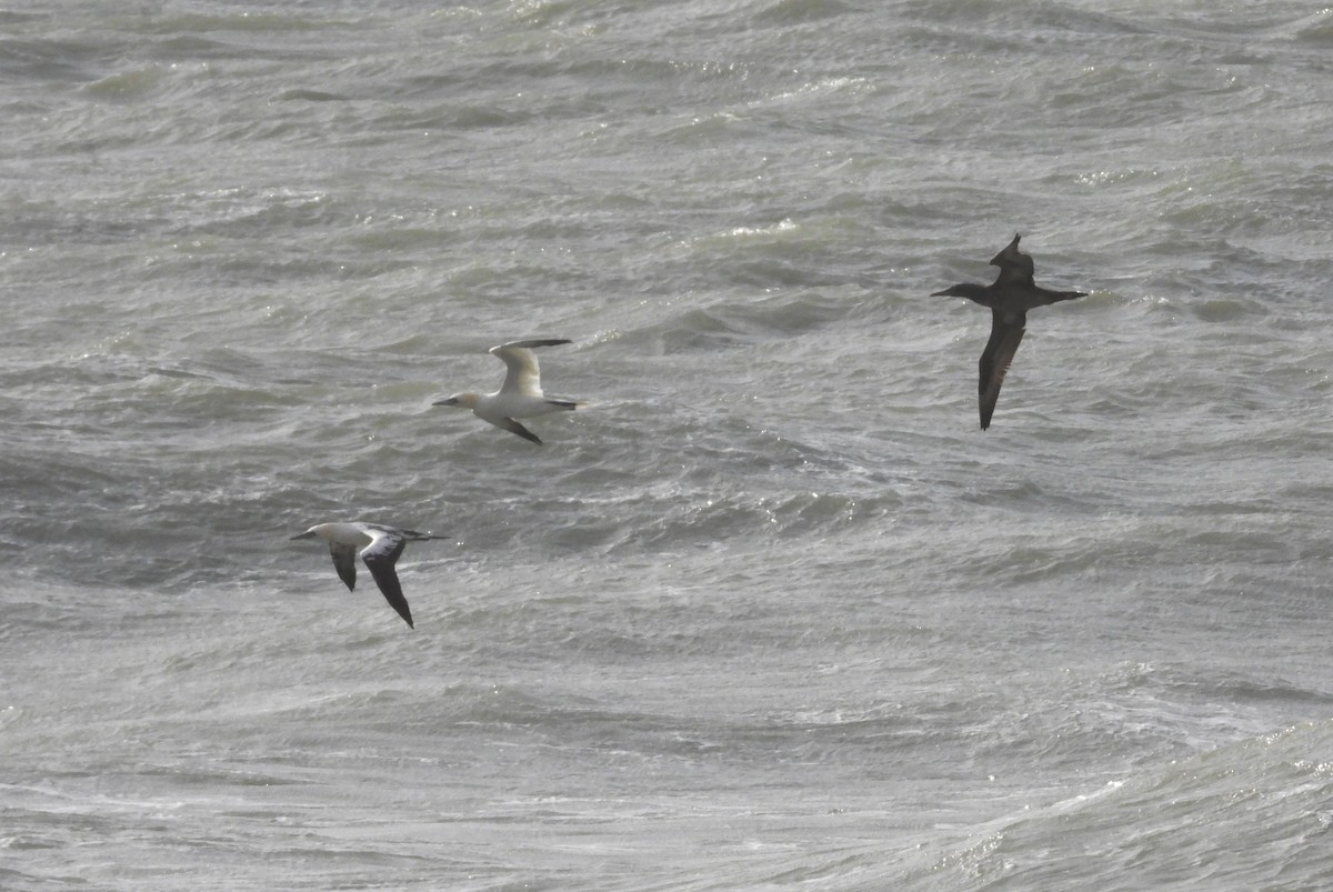 Northern Gannet - ML646905144