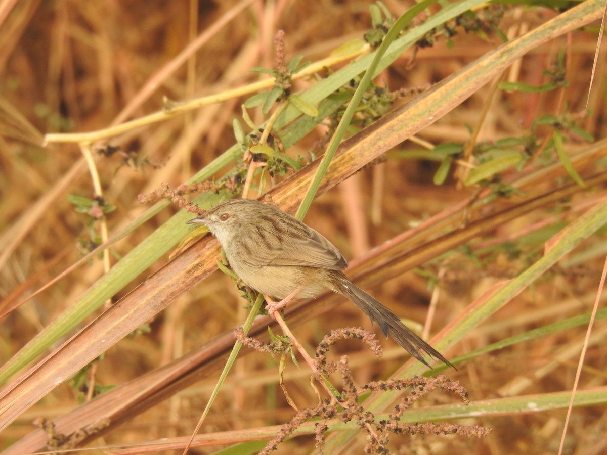 yndeprinia - ML646905150