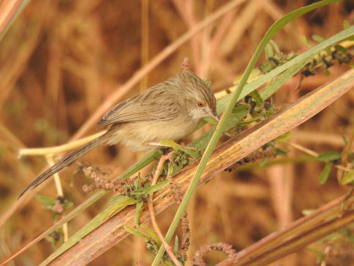 yndeprinia - ML646905151