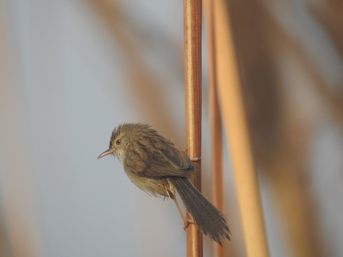 yndeprinia - ML646905152