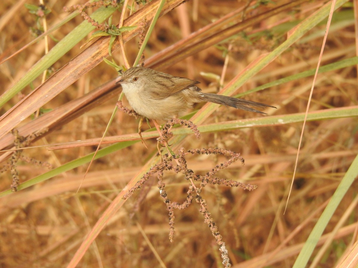 yndeprinia - ML646905153