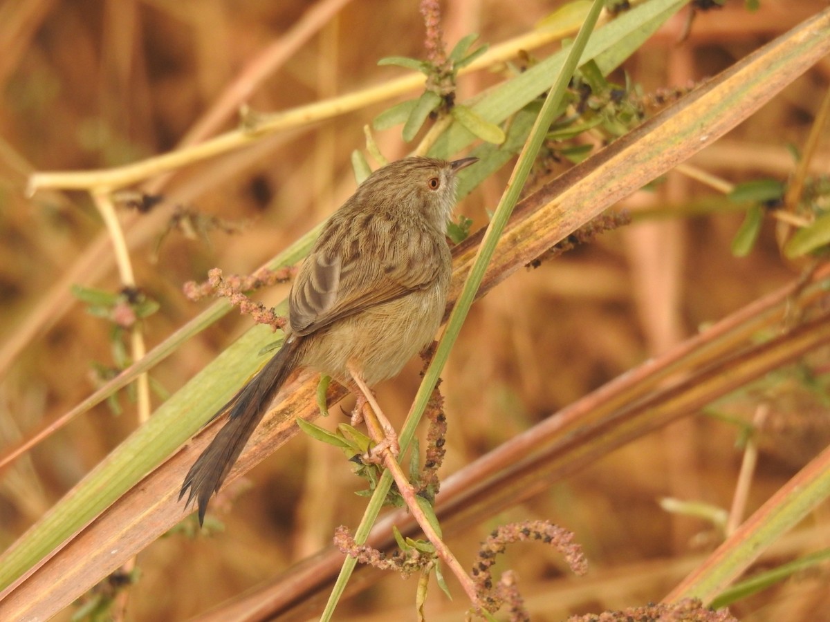 yndeprinia - ML646905154
