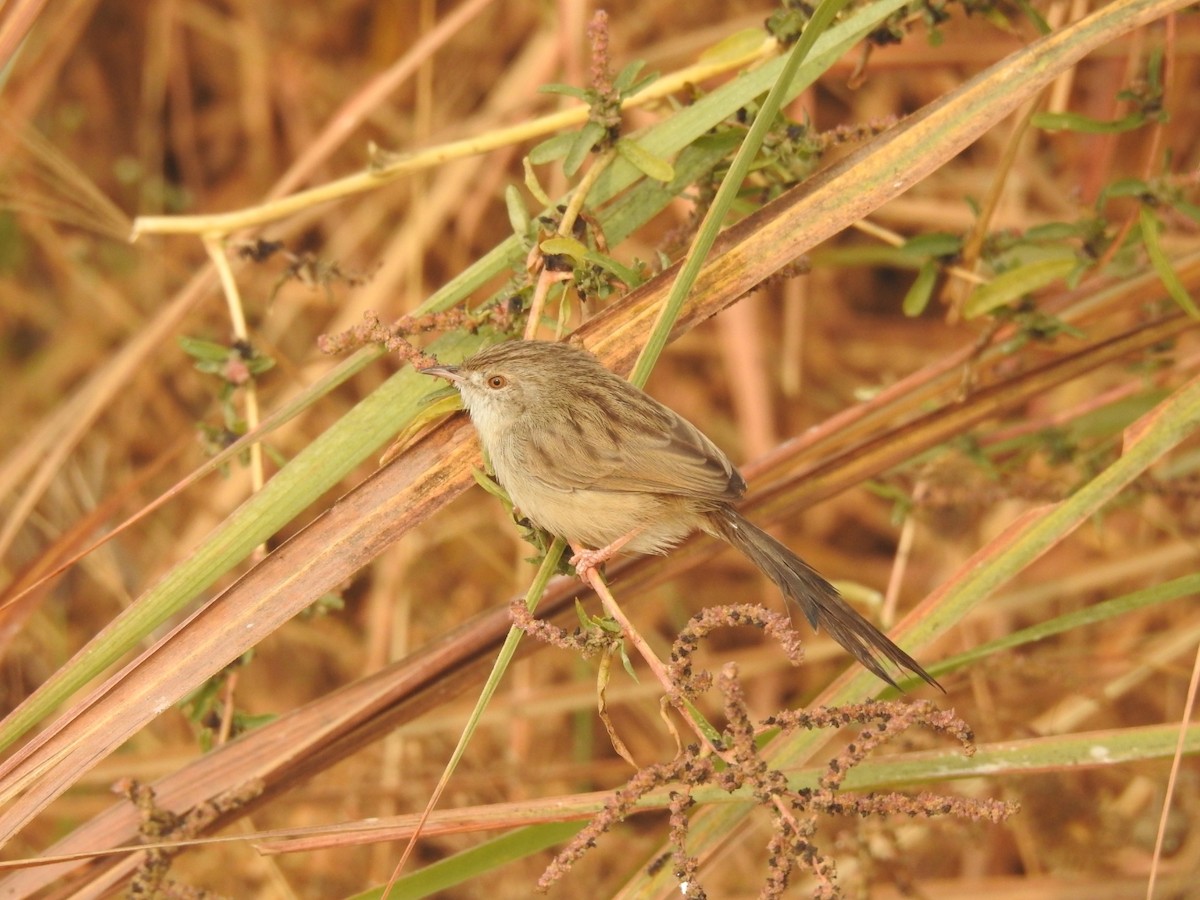 yndeprinia - ML646905155