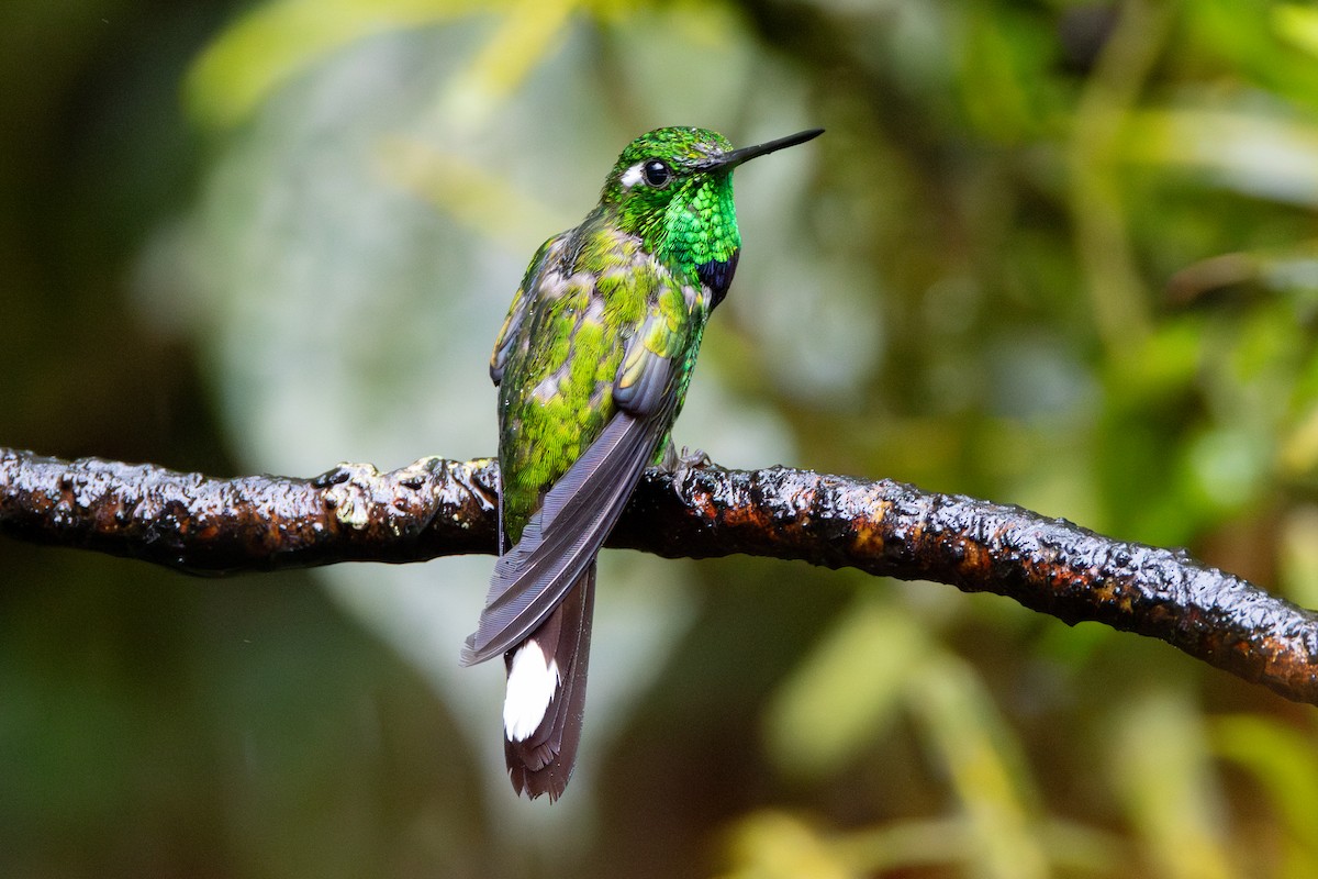 kolibřík skvrnoocasý - ML646905156