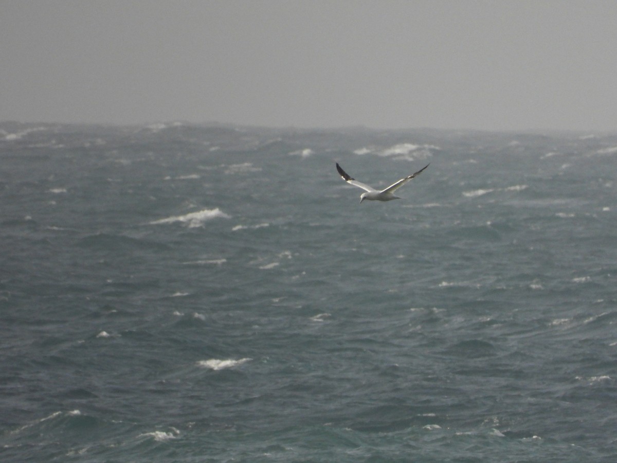Northern Gannet - ML646905161