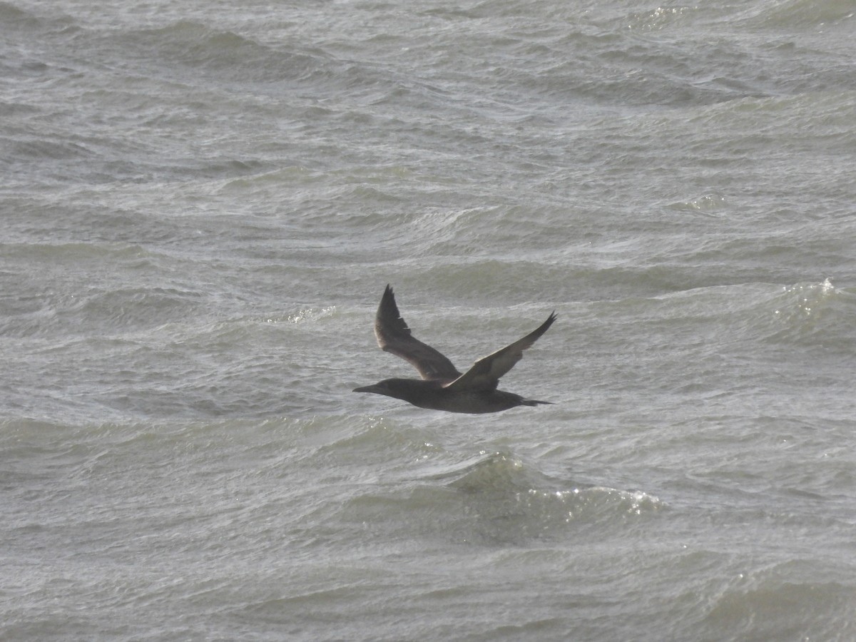 Northern Gannet - ML646905162