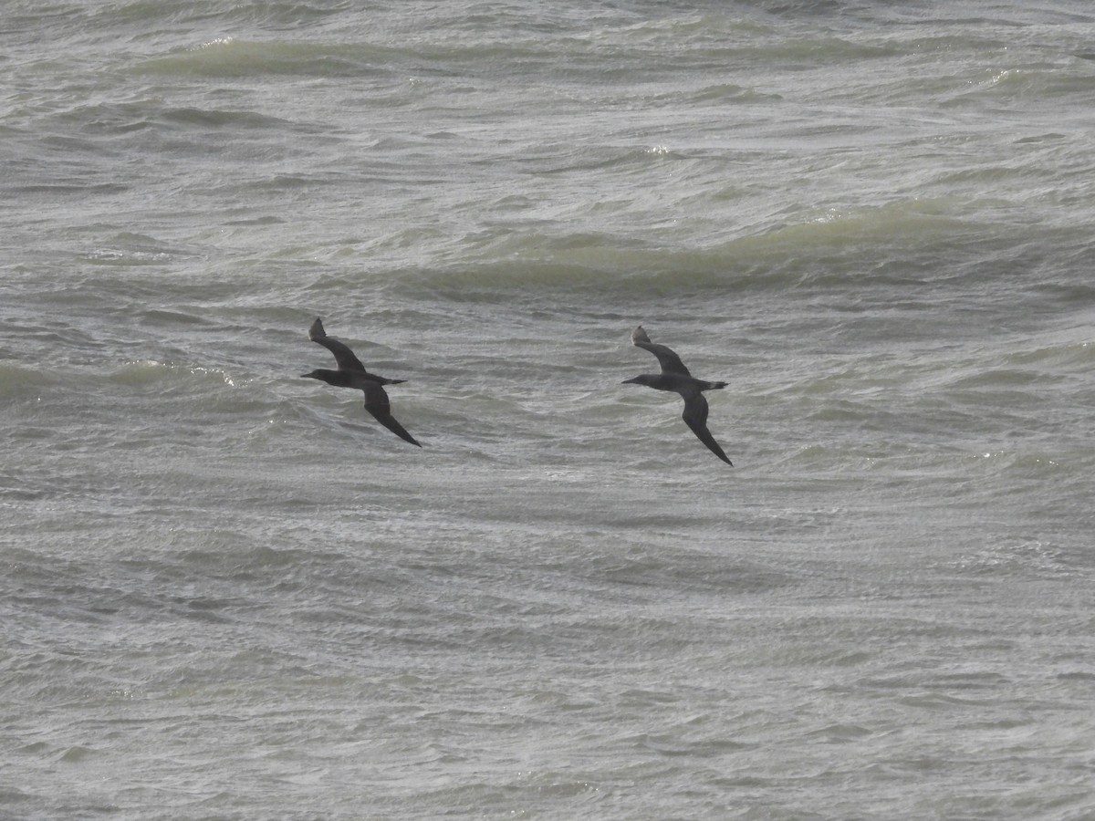 Northern Gannet - ML646905164