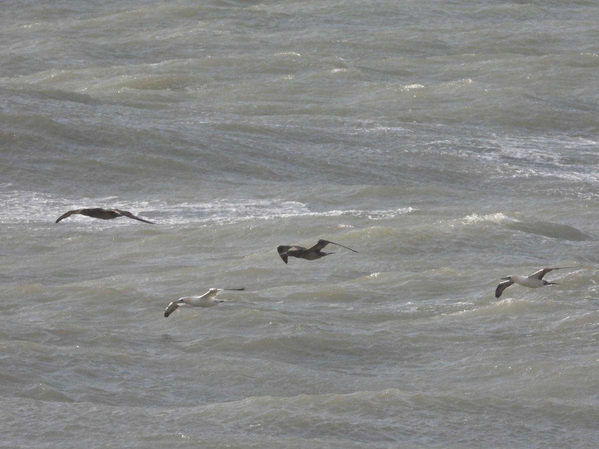 Northern Gannet - ML646905165