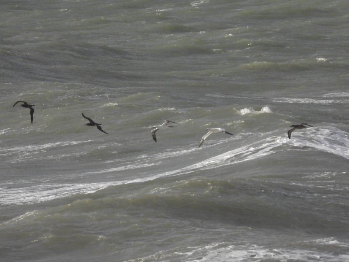 Northern Gannet - ML646905166