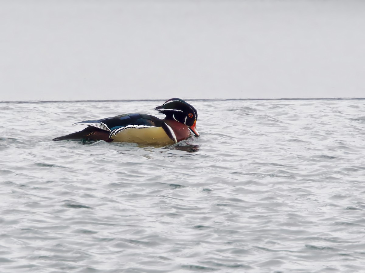 brudeand - ML646905168