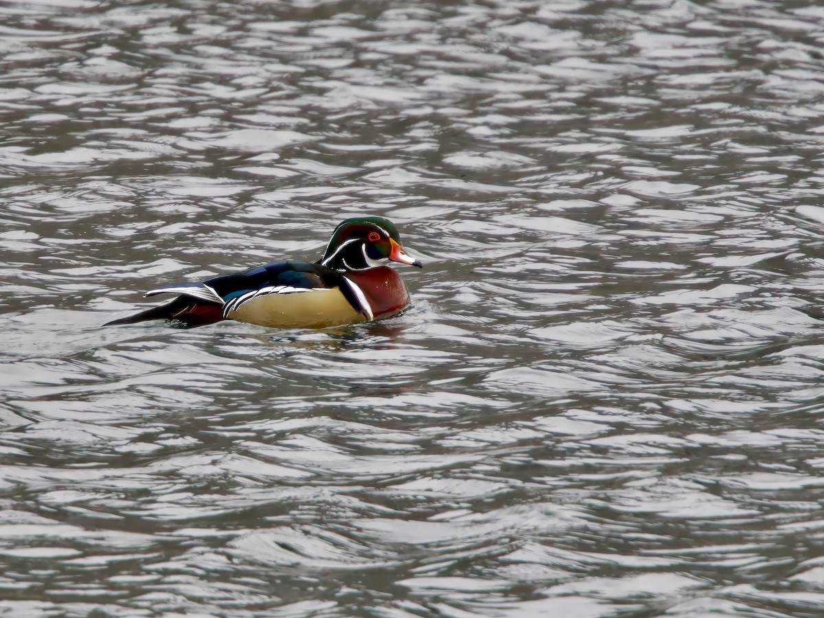 brudeand - ML646905169