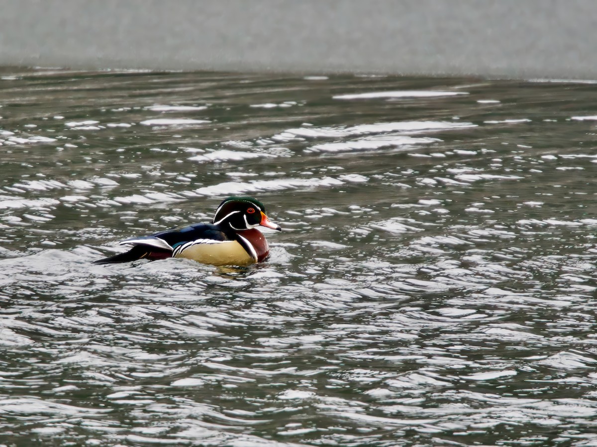 brudeand - ML646905170