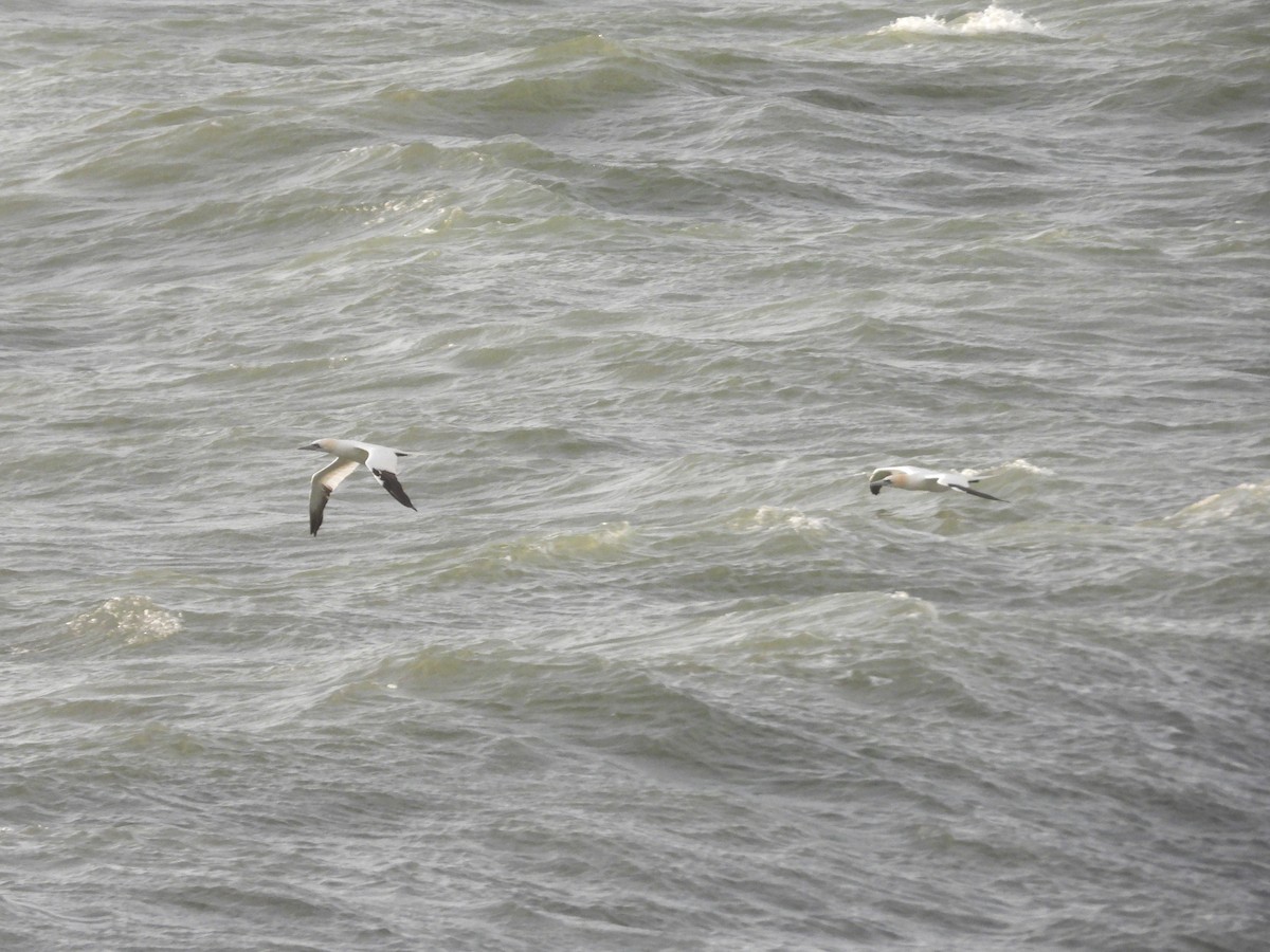Northern Gannet - ML646905172