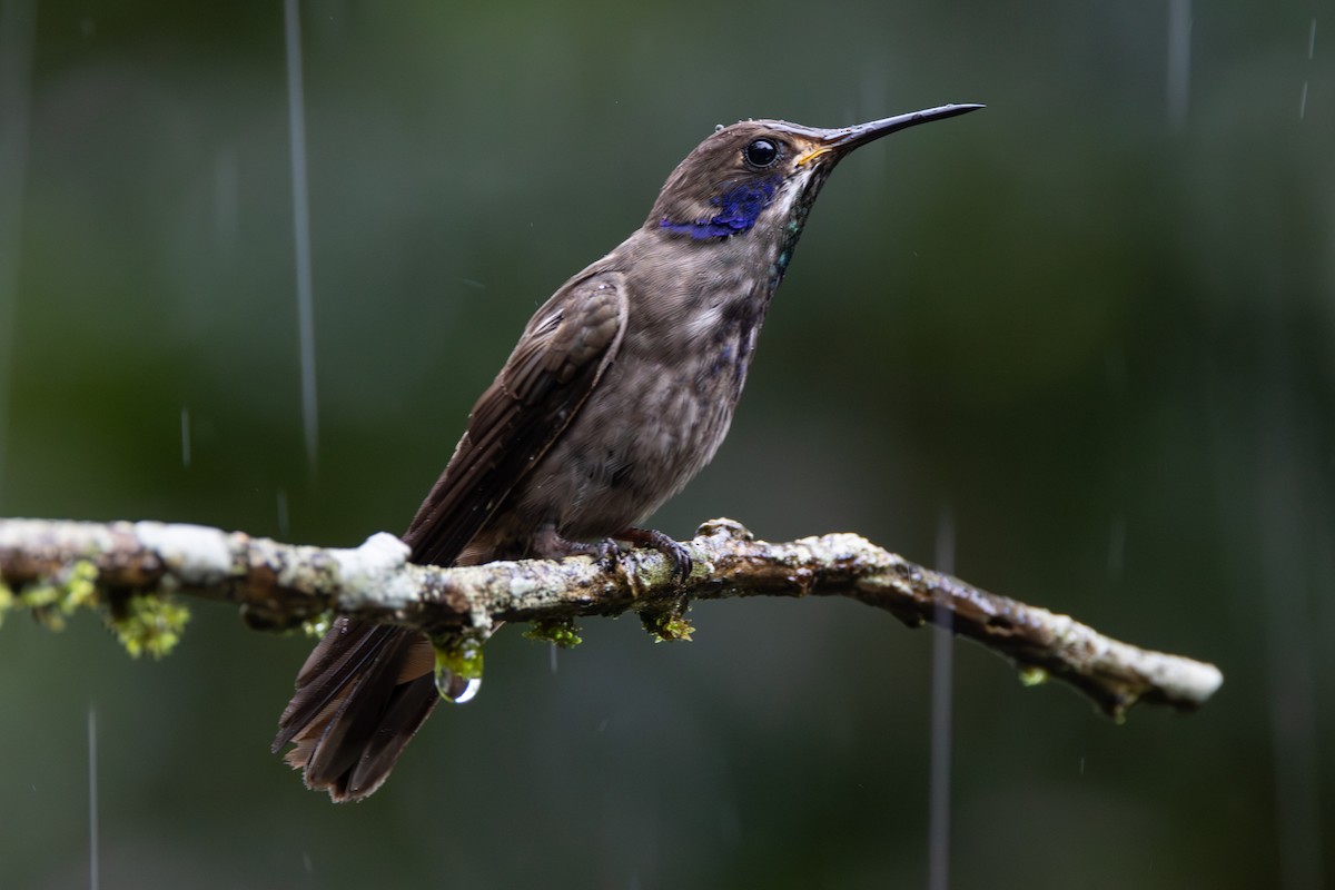 kolibřík fialovouchý - ML646905176