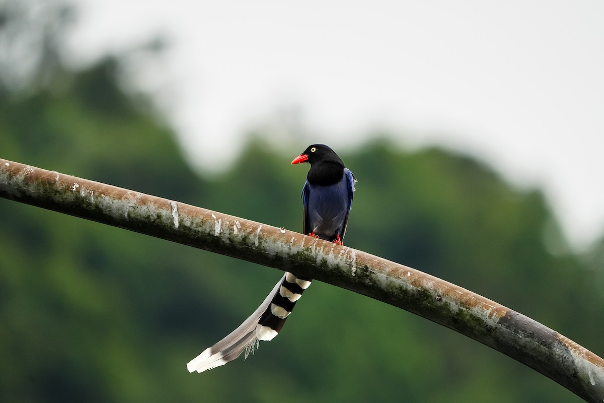 Толстоклювая лазоревая сорока - ML646905178