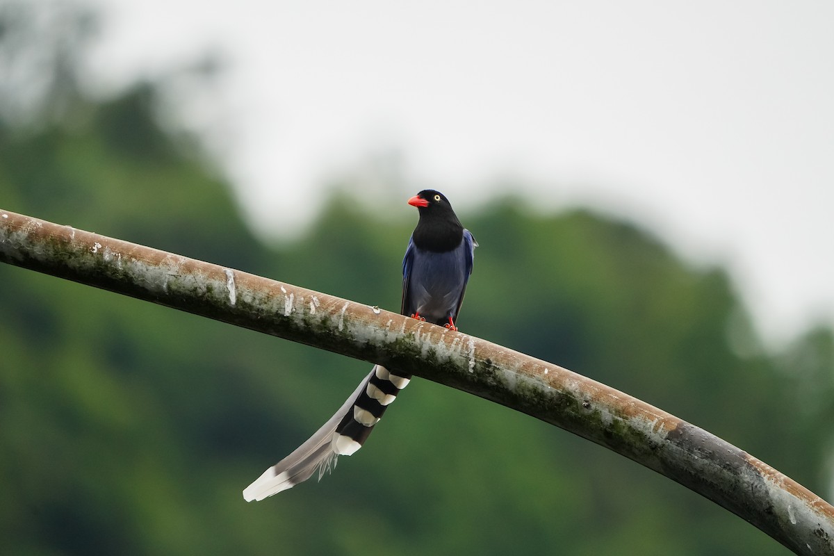 Толстоклювая лазоревая сорока - ML646905179