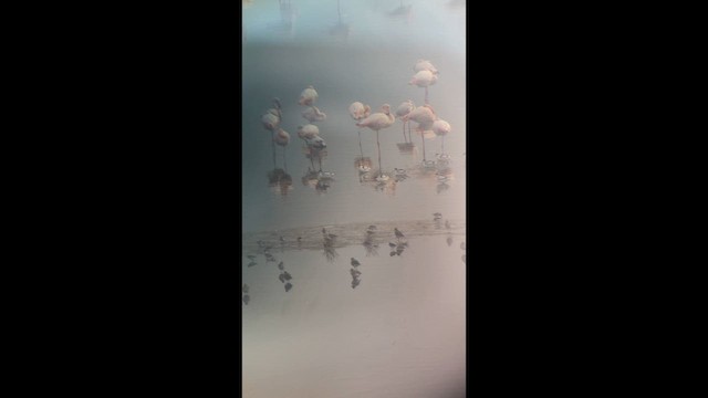 Black-bellied Plover - ML646905180