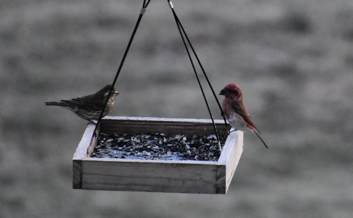 Purple Finch - ML646905207