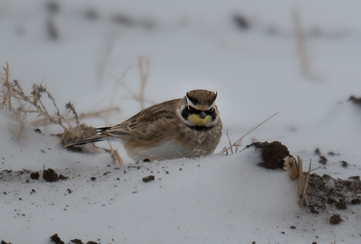 Horned Lark - ML646905214
