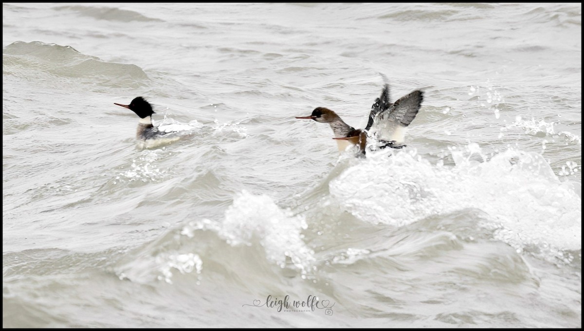 Smergo minore - ML646905223