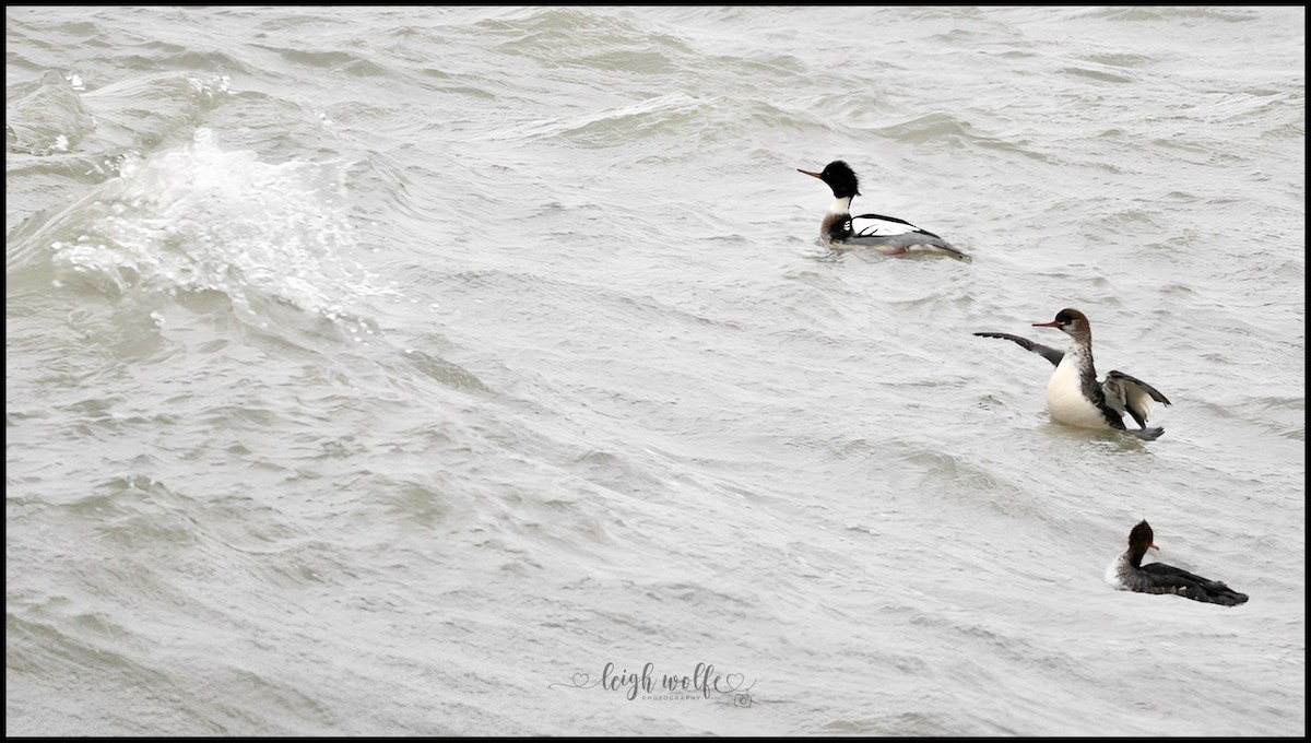 Smergo minore - ML646905224