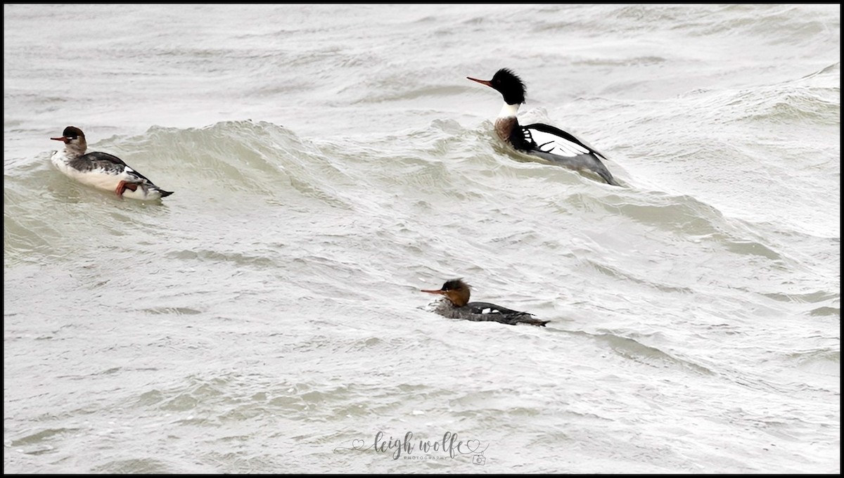 Smergo minore - ML646905225