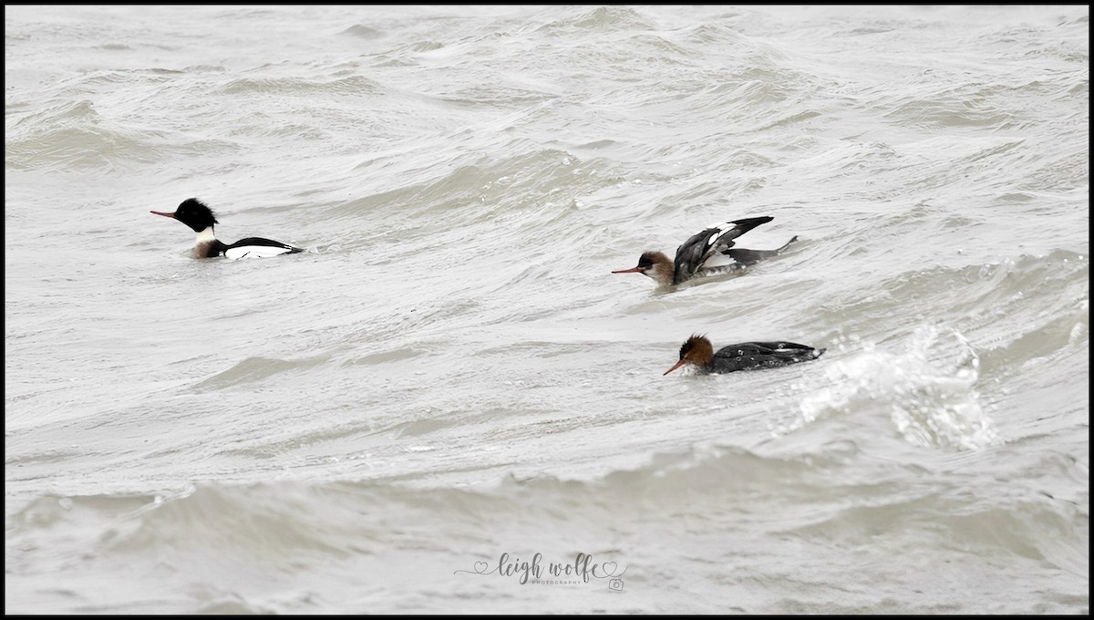 Smergo minore - ML646905226