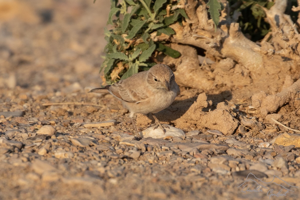 Desert Lark - ML646905227