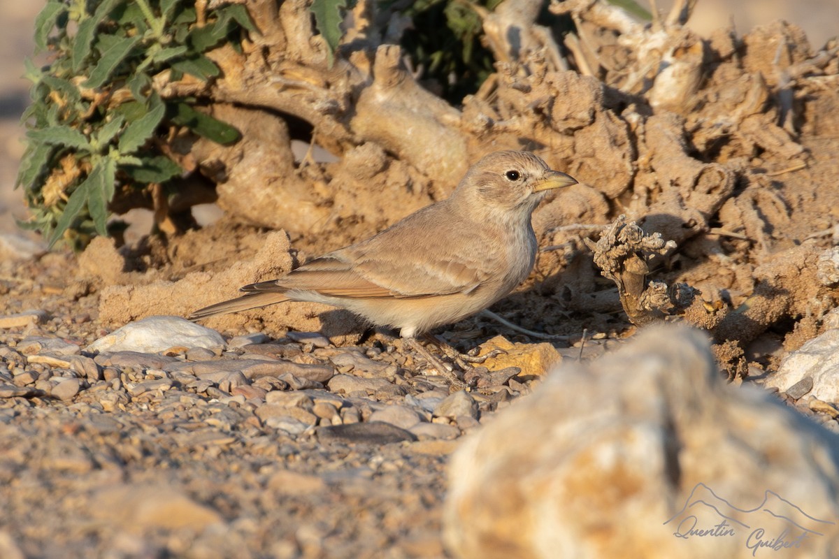 Desert Lark - ML646905228