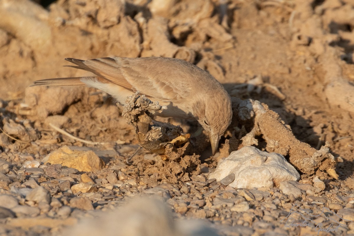 Desert Lark - ML646905229