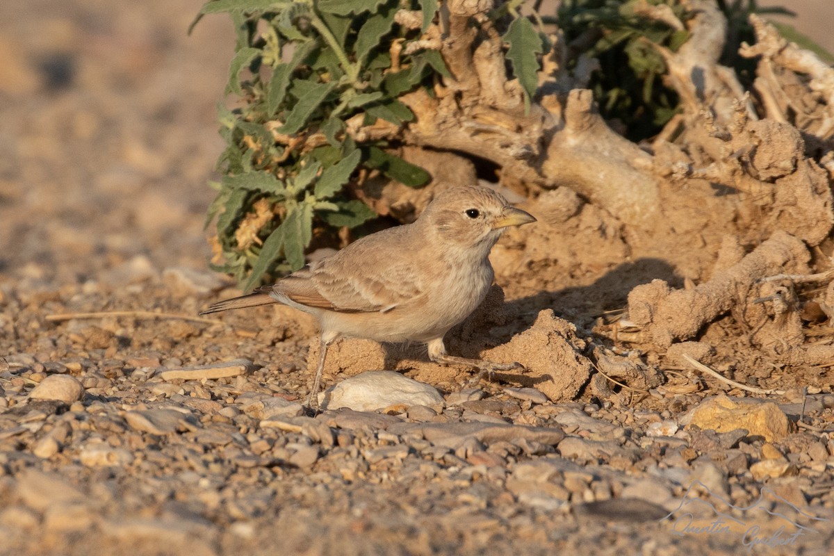Desert Lark - ML646905230