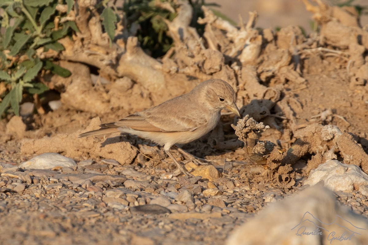 Desert Lark - ML646905233