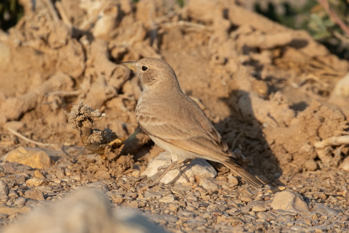 Desert Lark - ML646905234