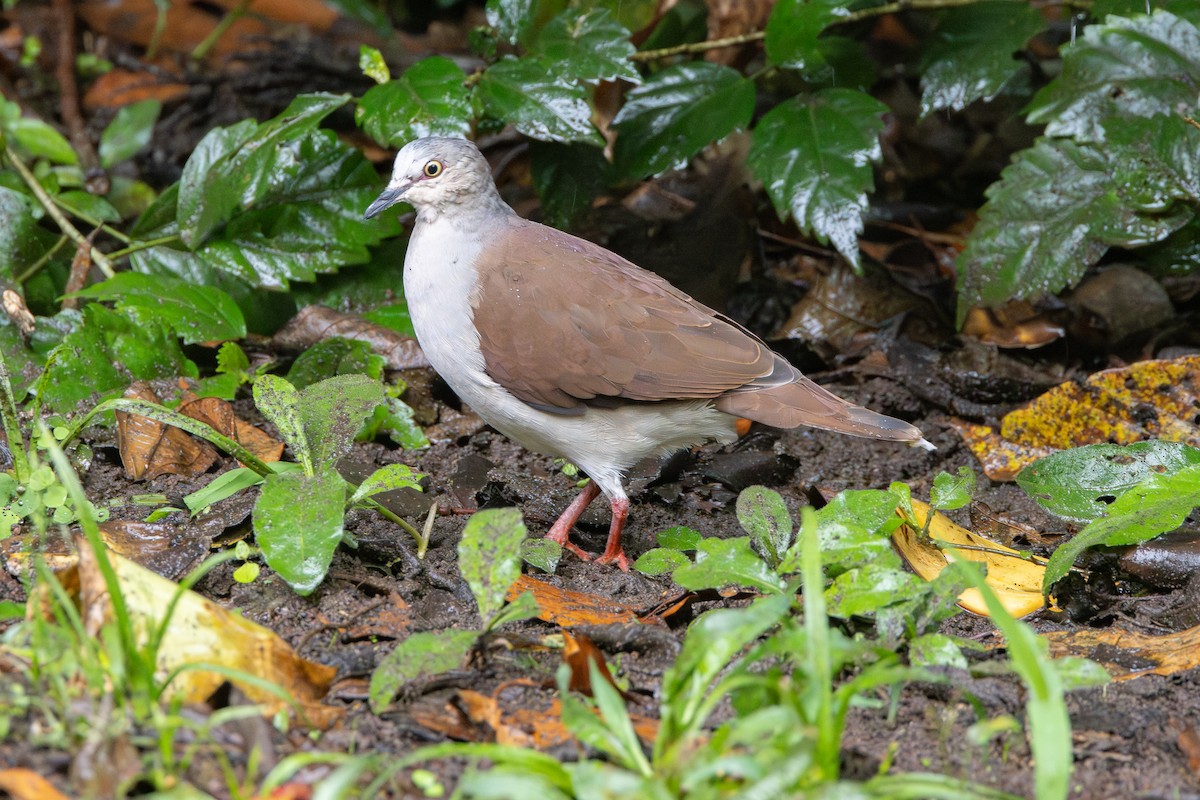 holub bledoprsý - ML646905236