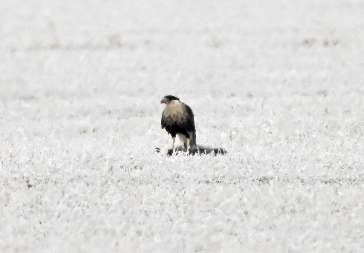 karančo jižní - ML646905243