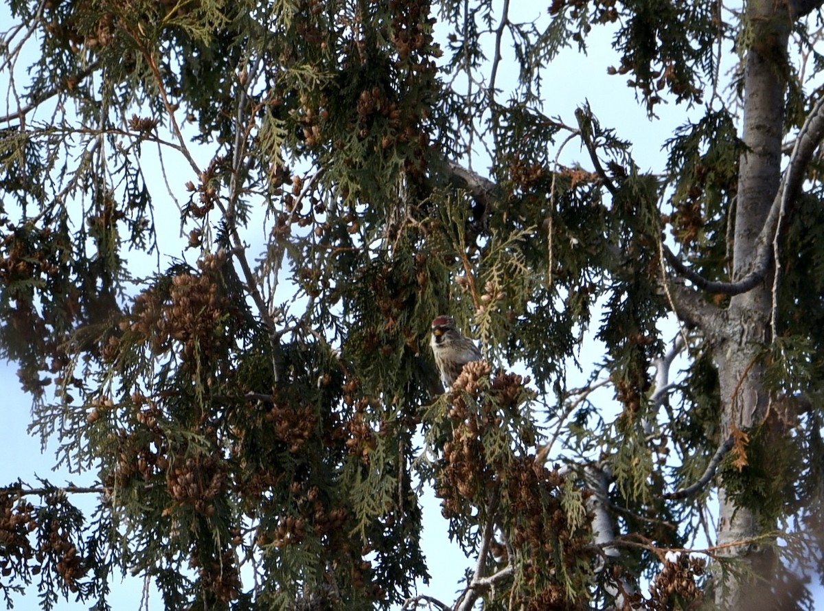 Redpoll - ML646905245