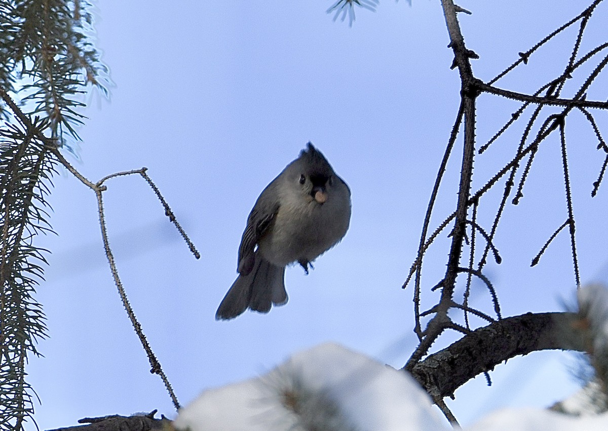 Tufted Titmouse - ML646905252