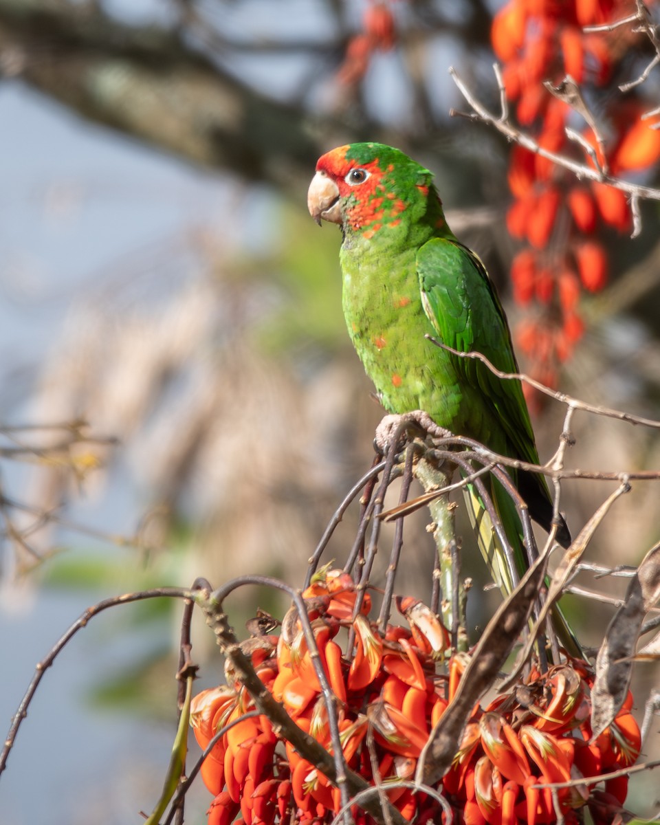 Mitred Parakeet - ML646905253