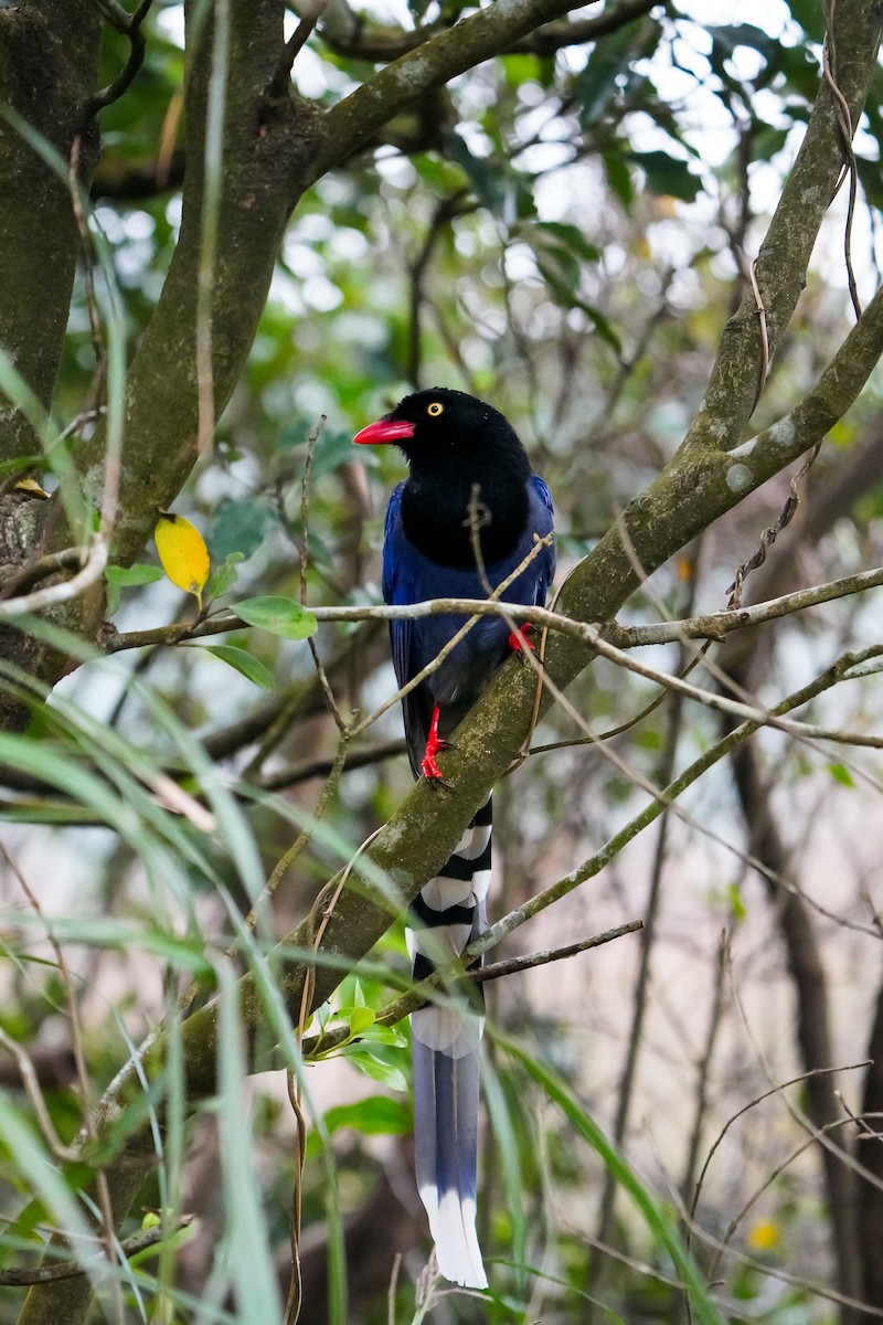 Толстоклювая лазоревая сорока - ML646905257