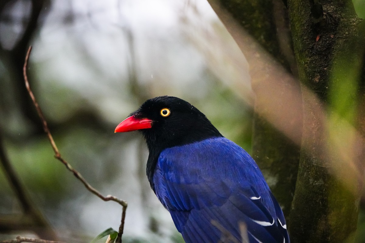 Толстоклювая лазоревая сорока - ML646905258