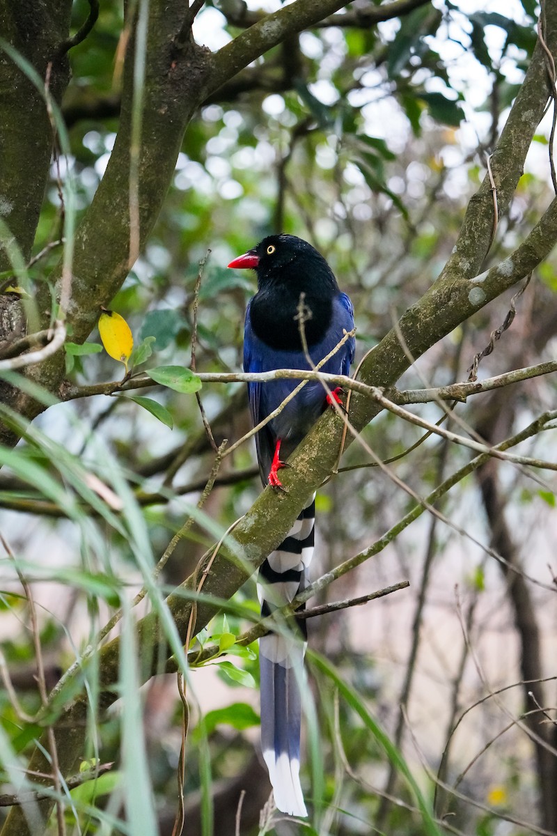 Толстоклювая лазоревая сорока - ML646905259