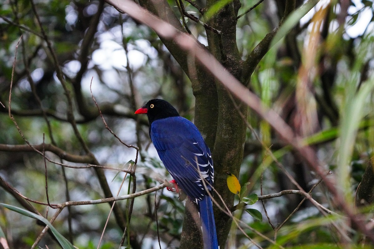 Толстоклювая лазоревая сорока - ML646905260