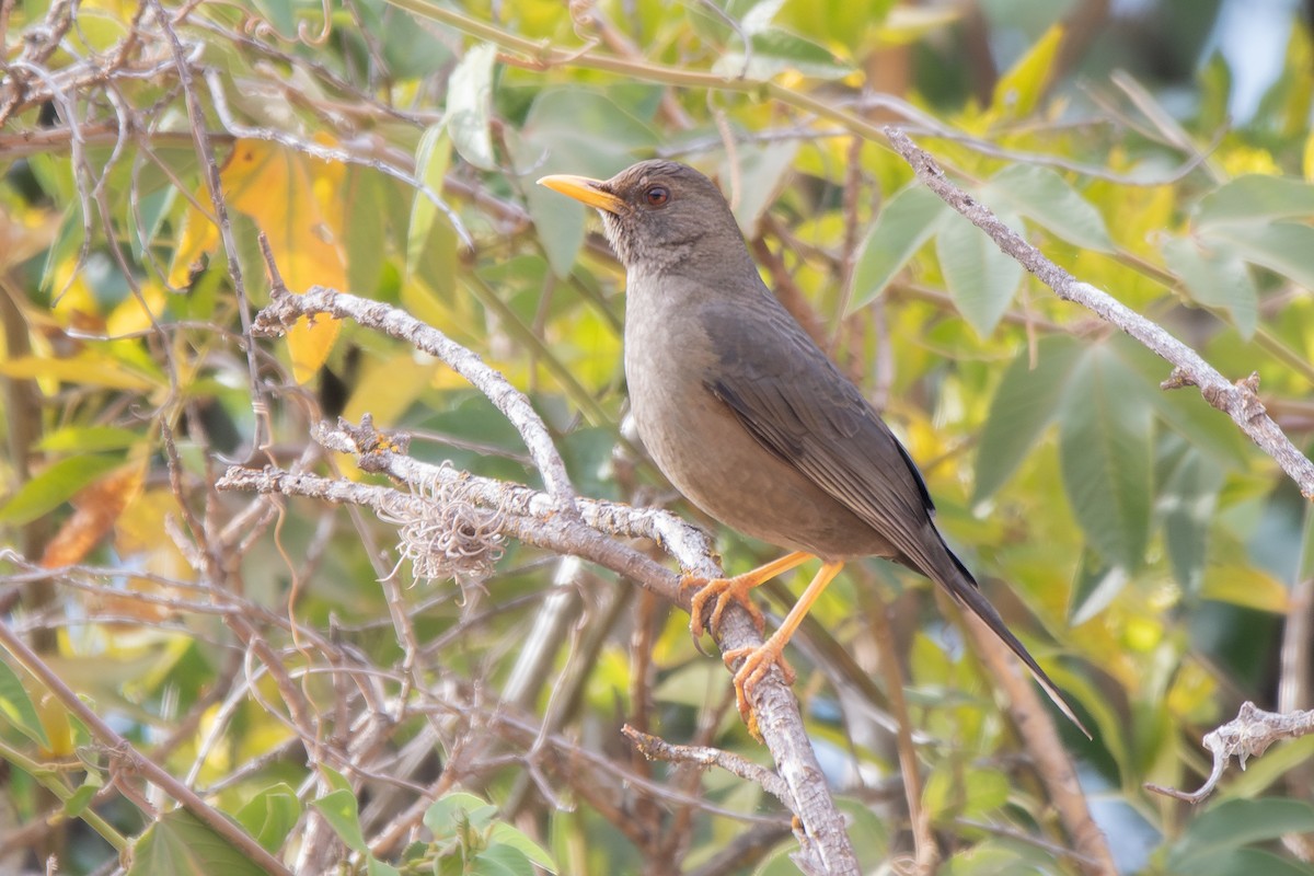 Chiguanco Thrush - ML646905261