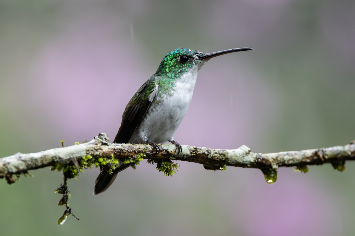 kolibřík andský - ML646905262