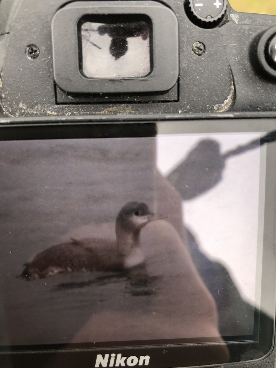 オオハム - ML646905268