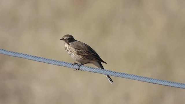 American Pipit - ML646905269
